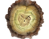 Mossy Log tree rings digital art print watercolor reproduction