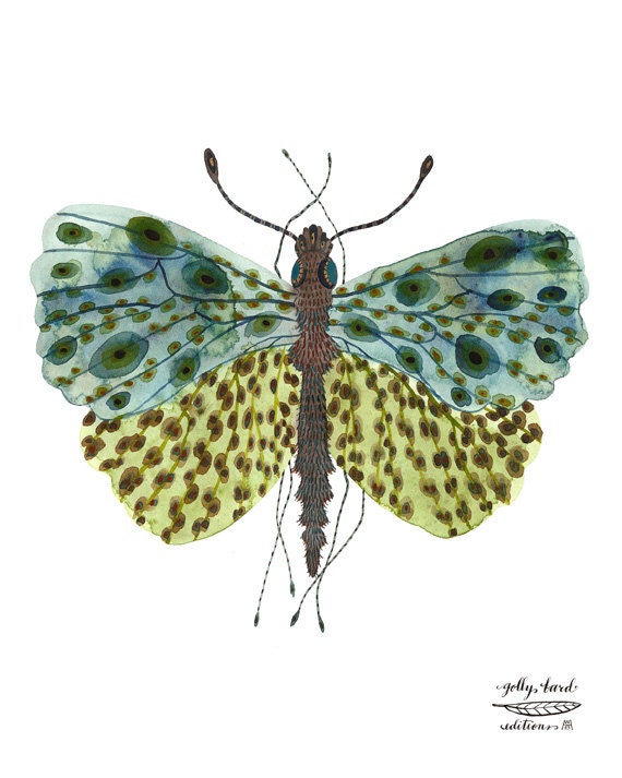 blue wing butterfly specimen art print watercolor reproduction