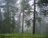Enchanted Forest Photo -Foggy Landscape -Forest Green -Woodland Decor -Home Decor Art -Elven Forest -8x10 Colorado Fine Art Photograph