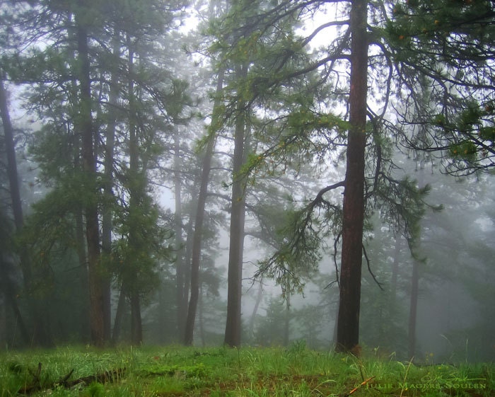 Enchanted Forest Photo -Foggy Landscape -Forest Green -Woodland Decor -Home Decor Art -Elven Forest -8x10 Colorado Fine Art Photograph