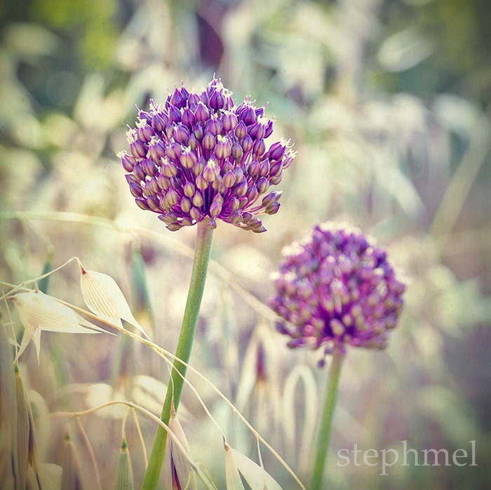 Wild summer flowers, 6x6 fine art photography print, purple flowers in a summer field, nature photography