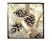 Pine Cones Vintage Style Fall Photo  -TTV Photography Autumn Sepia - galleryzooart