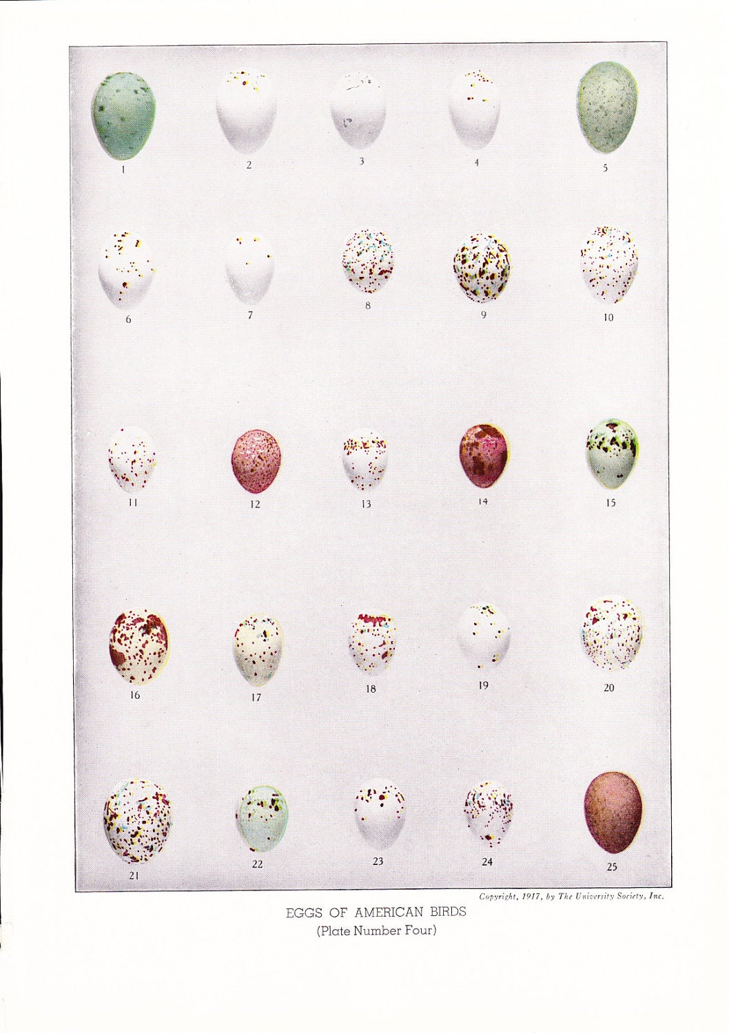 1936 Bird Eggs Print - Plate Number Four - Vintage Antique Home Decor Book Plate Art Illustration for Framing 75 Years Old