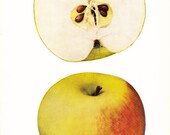 1905 Fruit Print - Hyde King Apple - Vintage Home Kitchen Food Decor Plate Plant Art Illustration Great for Framing 100 Years Old