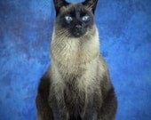 Yoshi the Siamese Kitty Cat Kitten Portrait,  5x7 Original Print