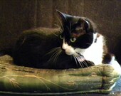 Miss Kitty's Shop" original photograph New Orleans pets kittens cats tuxedo cat soft focus french quarter cats