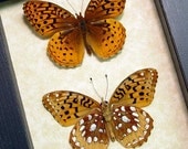 The Great Spangled Fritillary Speyeria Cybele Pair Real Framed Butterflies 8095P