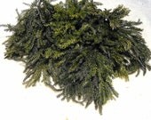 Princess Pine Preserved-17 stems of beautiful Princess Pine for wedding Decor-Fairy Garden Trees-Railroad Hobbyist