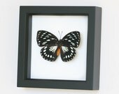 Real Butterfly African Queen Real Framed Butterfly with Gift box