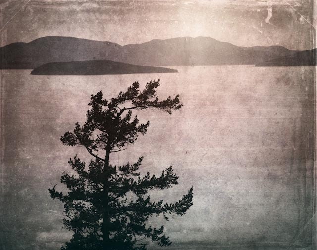 Coastal Washington - 8 X 6 fine-art textured photograph of a lone coastal tree and mountain landscape in the pacific northwest - StoriedEye