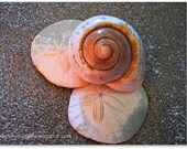 I Sea Art - 8x10 Fine Art Photo Print - Seashells and Sand Dollar