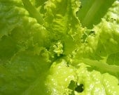 Heirloom Lettuce Seeds - Slobolt