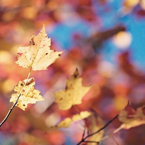 Autumn Photography Fall Photo photograph gold golden yellow leaves leaf red orange blue sky colorful home decor for her - Fine Art Print