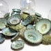 Seashells for Beach Decor - Nautical Decor, Beach Wedding, or Craft Limpet Shells - 12pc Aqua
