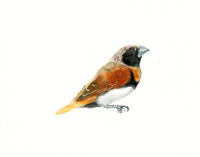 Chestnut-breasted MANNIKIN Original watercolor painting 10x8inch