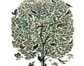 Vintage Feather Print "Tree of Birds" Natural History Antique Illustration - Bird Still Life Curiosity Woodland