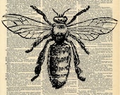 Bee Print - Vintage Dictionary Art Print - Natural History Insect Art - Upcycled Altered Art Book - Rustic Home Decor Print
