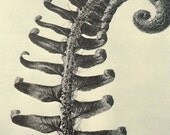 Antique Botanical Print "Fern Specimen 004" Victorian Photograph Floral Print - Vintage Woodland Print