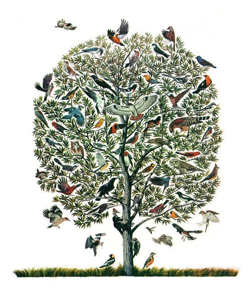 Vintage Feather Print "Tree of Birds" Natural History Antique Illustration - Bird Still Life Curiosity Woodland