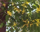 Organic Ylang Ylang Essential Oil In Glass Dropper Bottle