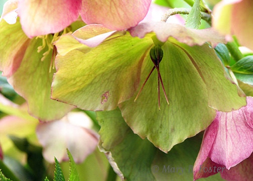 Floral Photography Lenten Rose Hellebore 7x5 print pastel pink spring green flower photograph shabby cottage chic home decor