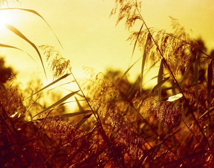 Summer Grass Photography - 5x7