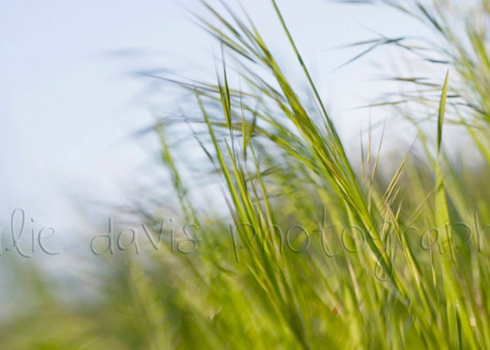 Summer Prairie Grass Photography - 5x7 inch