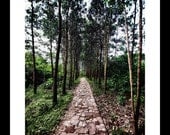 Walkway 12 X 16  Fine Art Print