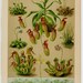 1889 carnivorous plants original antique botanical print