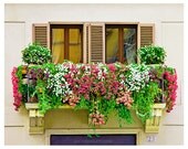 Welcome to Piazza Navona - Rome Italy Photography colorful flowers balcony windows shutters italian street travel home decor 8x10 (20x25cm)