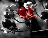 Color Splash 11x14 Photo Art Print nature photography