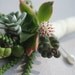Boutonniere, living succulents with blooms