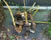 Poke Root Powerful Hoodoo Protection, Jinx Reversal, Necromancy, Hex, Voodoo, Magic
