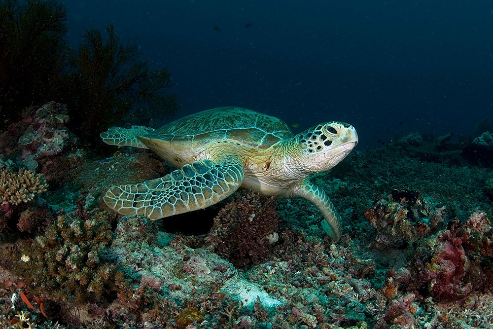 Sea Turtle Art Underwater Photograph Nautical Decor 8x12