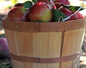 Apple Harvest - 8x10- Original Signed Photo - KristinReyer