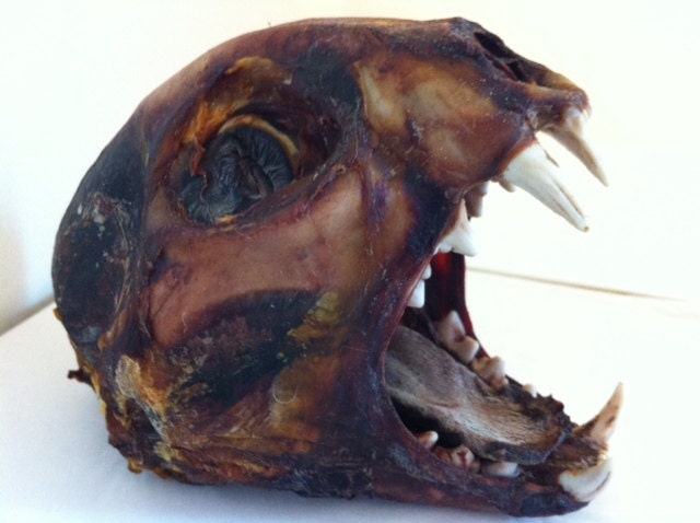 mummified skull