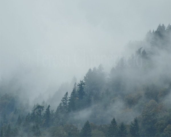 Fine Art Landscape Photography - 8 x 10 - Digital Photo Print, Cool, Green, mist swept, glorious wall Art, Home decor - Mysterious