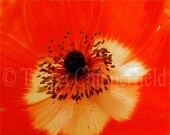 Fine Art Flower Photography - Beautiful Bright Colourful Anemone - 8 x 10 - Red Floral Photo Print, Affordable Home Decor