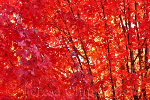In Stock Photo "Fiery Red" Beautiful Fall/Autumn Leaves - 8 x 12 - Fine Art Digital Photo Print, Lovely Wall Art, Amazing Tree Home Decor