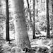 Personalized Forest Art Print- Couples Names Carved in Tree- Unique Custom Wedding Anniversary Engagement Valentine's Day Gift