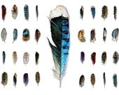 Feather Watercolors 16 Original Feather Studies - A Naturalist's Collection