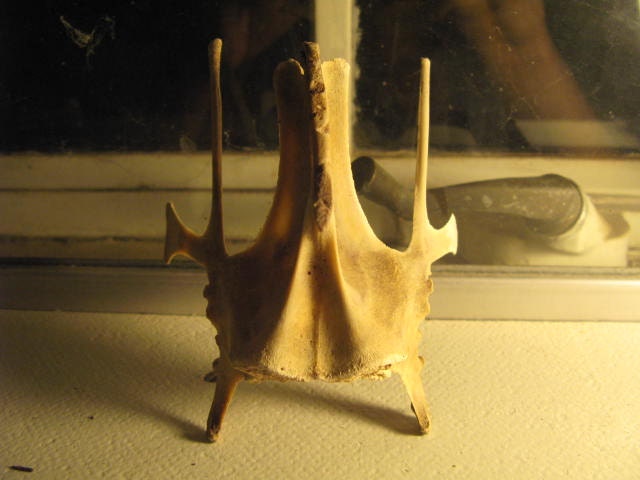 Cruelty Free Chicken Bones Partial Rib Cage Poultry Bird Hen Taxidermy Religious Educational Magic Spell Art Crafts