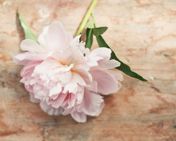 Peony photograph - fine art photography print -  vintage wodden soft feminine green cream beige pale pink peach spring photo