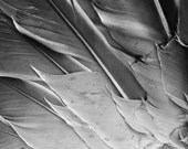 Feathers Photography Abstract Black And White Home Decor 10x8 Print Broken Wings...