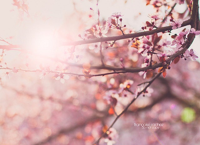 Warm Soft Light  8 x 10 Fine Art Photograph