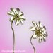 925. Daisy long stem earrings - Unique studs flower sterling silver jewelry 101712
