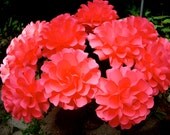 large Full Bloom Dahlia - Handmade Paper Flower   - set of 15 flowers  - Stems Included -  Custom order available
