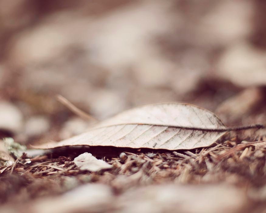 Fall Home Decor, Fall Leaf, Brown Decor, Rustic, Woodland, Nature Photograph, Forest Floor Print, Pine Needles, 8x10 Forest Decor