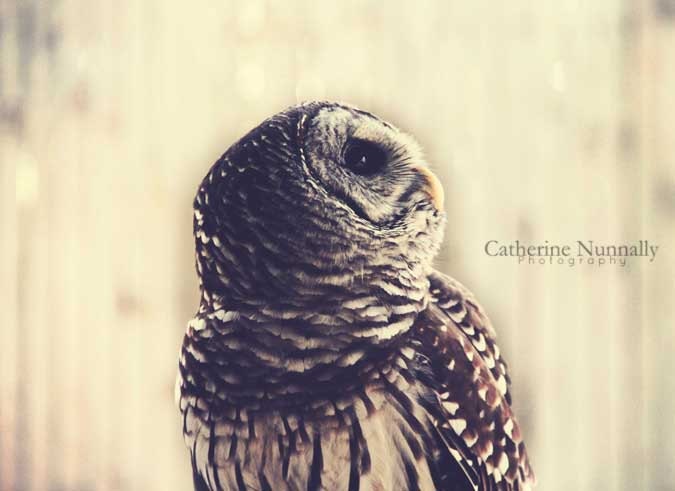 Owl 8x10 Fine Art Photography Print
