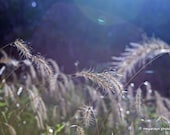 Cattail 8x10